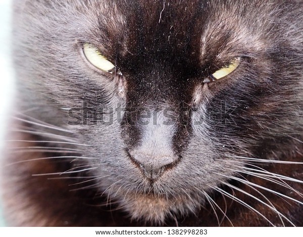 grumpy black cat