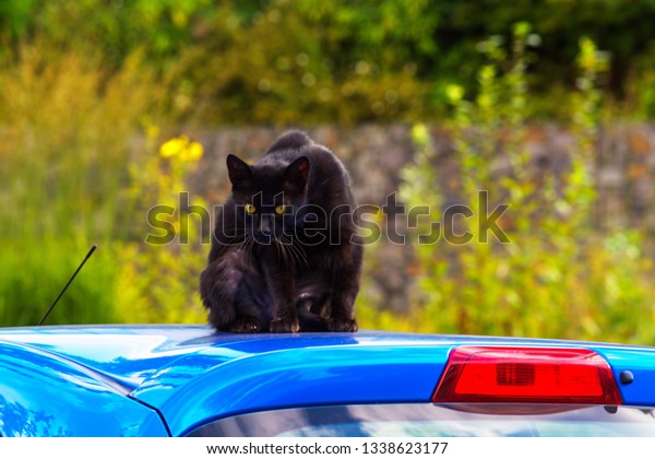 Black cat or hangover on a blue car roof\
Focus\
of the image so wanted.