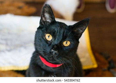 Black Cat Head Tilt 