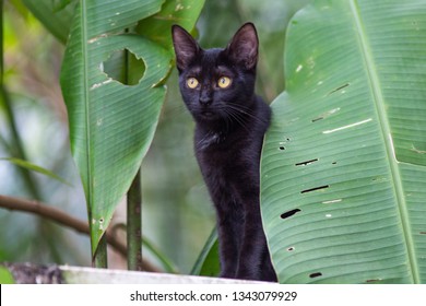 Black Cat Hidding On Tree Stock Photo 1343079944 | Shutterstock