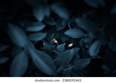 A black cat hides in the bushes at night and stares at the camera with orange eyes.
