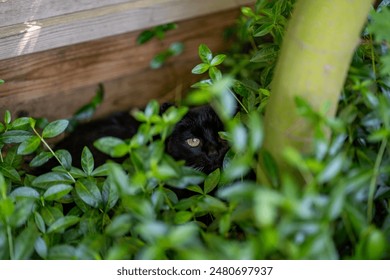 black cat hides in a green lush bush - Powered by Shutterstock