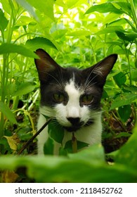 Black Cat Hiding Behind The Grass