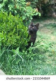 Black Cat Hiding Behind Green Tree