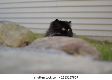 Black Cat Hiding Behind Rocks