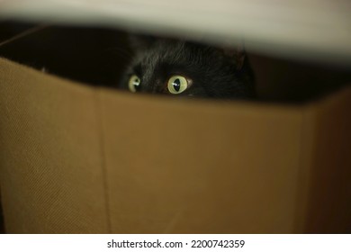 A Black Cat Hiding In A Box