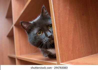 Black Cat Hiding In The Closet