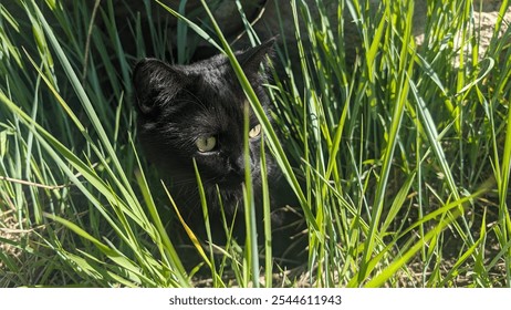 Black cat hiding in the grass - Powered by Shutterstock