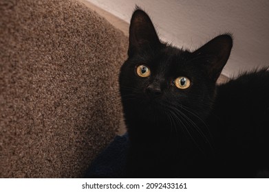 Black Cat Hiding On The Stairs