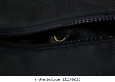 Black Cat Hiding In A Suitcase