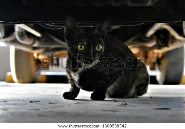 black cat hiding under a\
car