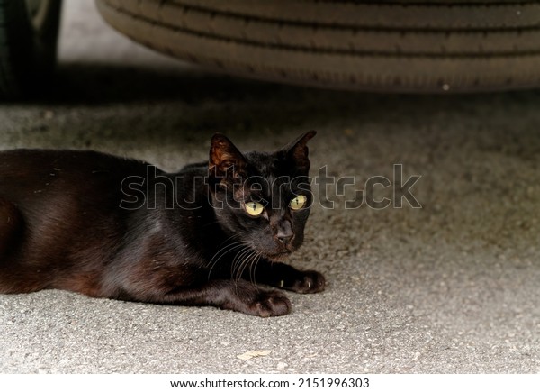 Black\
cat hiding under a car.                         \
