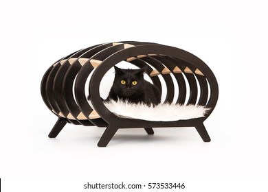 Black Cat In The Cat House
