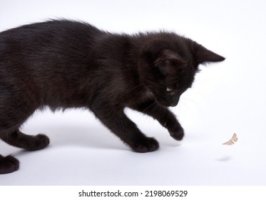 Black Cat Hunting Moth On White Background