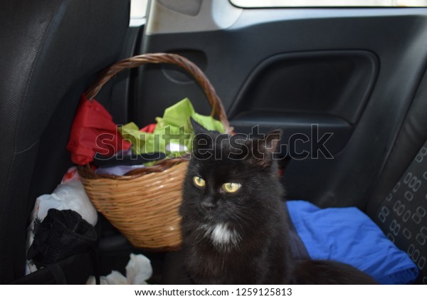 Black cat inside a\
car