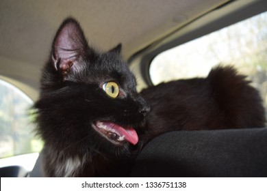 Black cat inside a car breathing with open mouth
