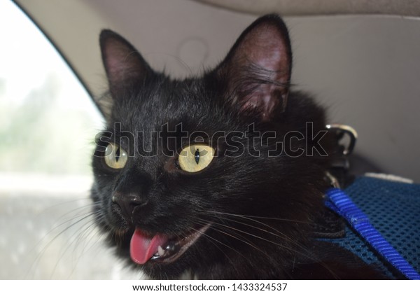 Black cat inside a car in a\
hot day