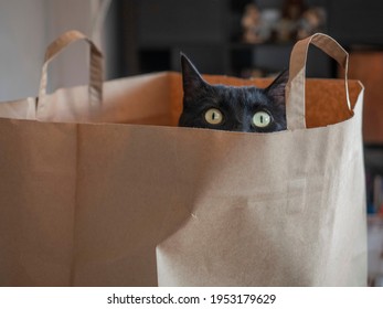 Black Cat Inside A Paper Bag