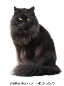 Black Cat Isolated