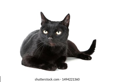 Black Cat Isolated On White Background