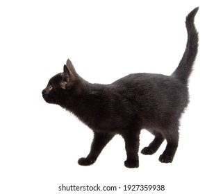 Black Cat Isolated On A White Background.