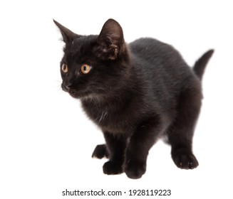 Black Cat Isolated On A White Background.