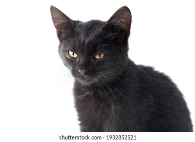 Black Cat Isolated On A White Background.