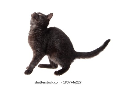 Black Cat Isolated On A White Background.