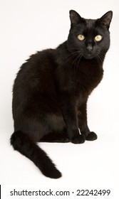 A Black Cat Isolated On A White Background.