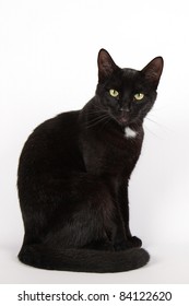 Black Cat Isolated On White Background