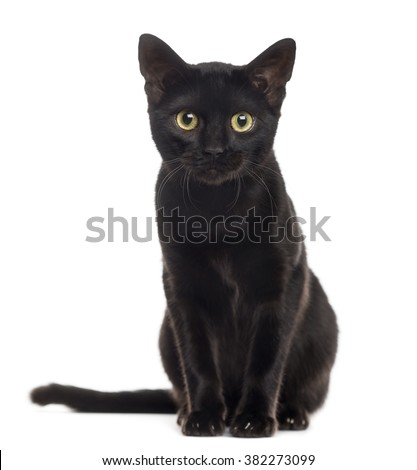 Black cat kitten looking at the camera, isolated on white