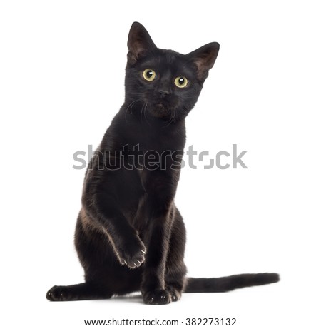 Black cat kitten looking at the camera with a paw up, isolated on white