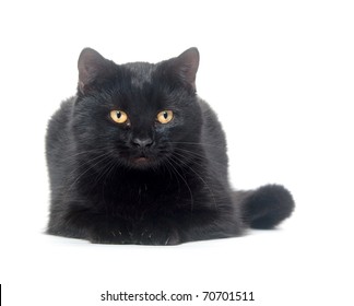 Black Cat Laying Down On A White Background