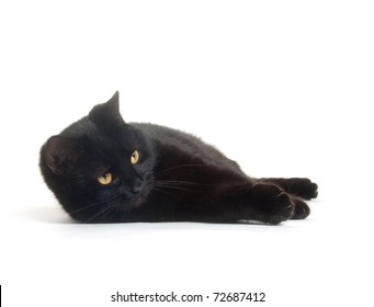 Black Cat Laying Down On White Background