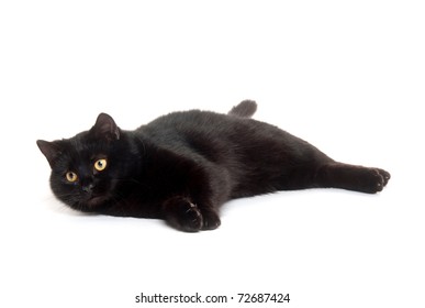 Black Cat Laying Down On White Background