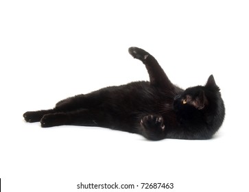 Black Cat Laying Down On White Background