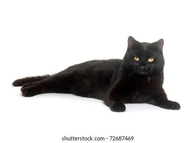 Black Cat Laying Down On White Background