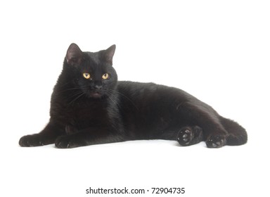 Black Cat Laying Down On White Background