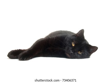 Black Cat Laying Down On White Background