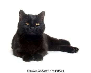 Black Cat Laying Down On White Background