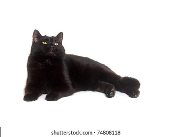 Black Cat Laying Down On White Background