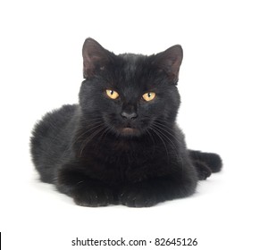 Black Cat Laying Down On White Background