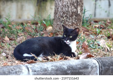 Black Cat Laying Down Under Tree Trunk In The Garden