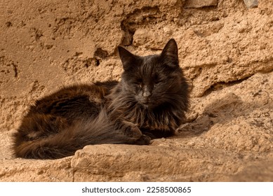 A black cat lazily naps in the warm sun, surrounded by the vibrant energy of Marrakech, Morocco. The contrast of its sleek fur against the bustling city is a reminder of the peaceful moments.