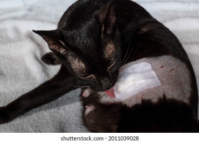 Black Cat Licking Wound From Neutering