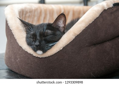 Black Cat Lies In The Basket Muzzle Close-up