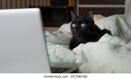 Black Cat Lies On The Bed And Looks At The Laptop