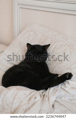 Black cat lies on the bed during the day and sleeps