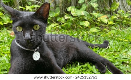 Black cat lies on green grass. He has yellow rounded eyes. The ears standing still. He has long tail. Black cat is already 1 year old.