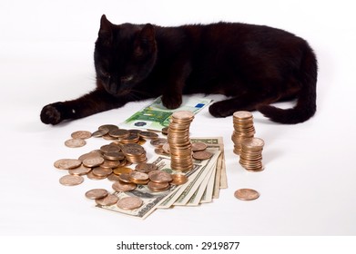 black cat money